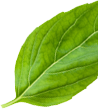 herbs